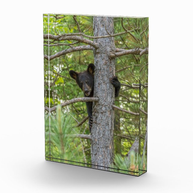 Bärenkuppe Kletterbaum Fotoblock (Rechts)