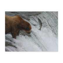 Bärenlachs, Brooks Falls Alaska