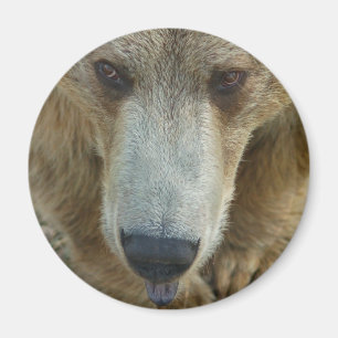 Bärenlecken Magnet