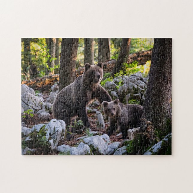 Bärenmutter und Jungtier Slowenien (Horizontal)
