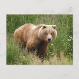 Bärenschlossenheit, Brooks Falls Alaska Postkarte