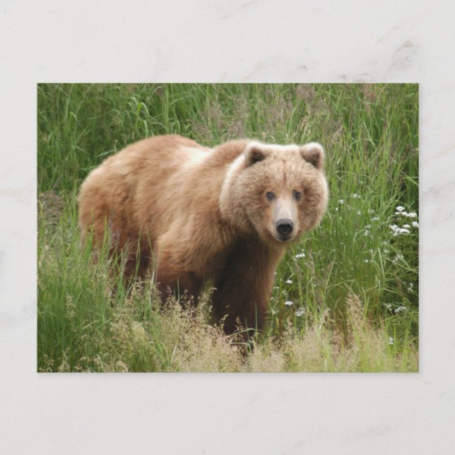 Bärenschlossenheit, Brooks Falls Alaska Postkarte (Vorderseite)