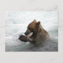 Bärenschlossenheit, Brooks Falls Alaska Postkarte