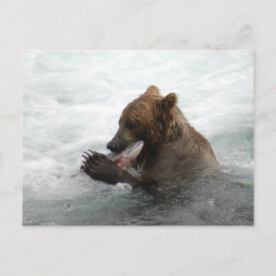 Bärenschlossenheit, Brooks Falls Alaska Postkarte