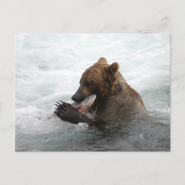 Bärenschlossenheit, Brooks Falls Alaska Postkarte (Vorderseite)