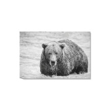 Bärenschwarz und Weiße Wildtiere