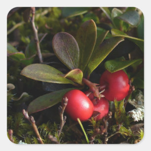 Bärentraube, Arctostaphylus uva-ursi Quadratischer Aufkleber