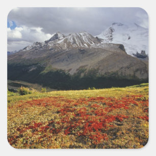 Bärentraube im frühen Herbst Athabasca Peak in der Quadratischer Aufkleber