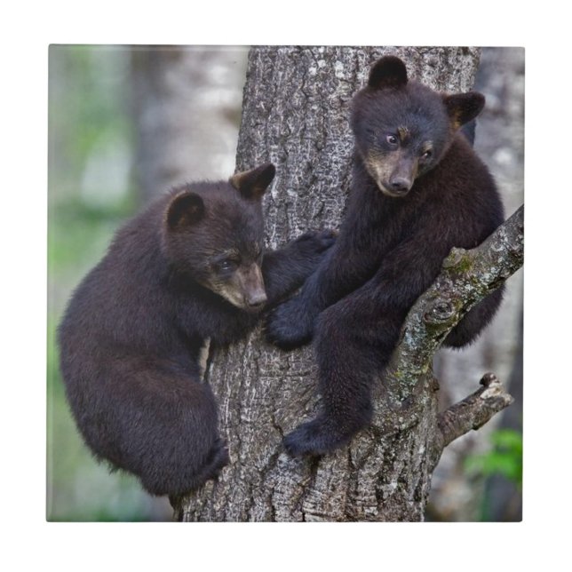 Bärenzapfen Trembing Niedlichen Tiere Fliese (Vorderseite)
