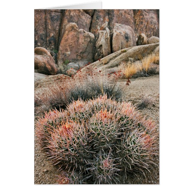 Baril Cactus En Californie (Devant)