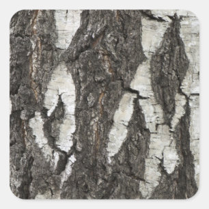 Bark Birch Wood Quadratischer Aufkleber