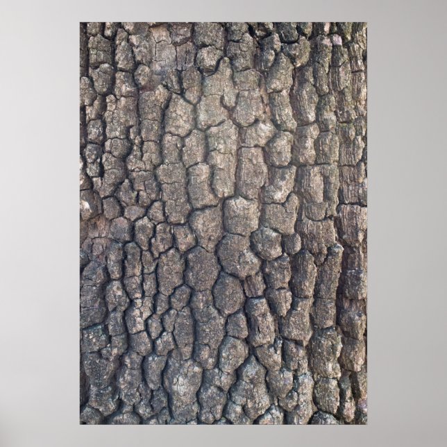 Bark of plane tree poster (Vorne)