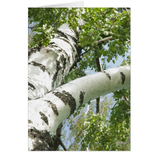 BARK TREE (Vorne)