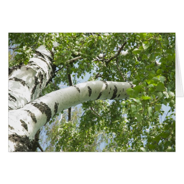 BARK TREE (Vorderseite (Horizontal))