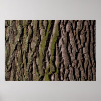 Bark tree oak moss trunk wood