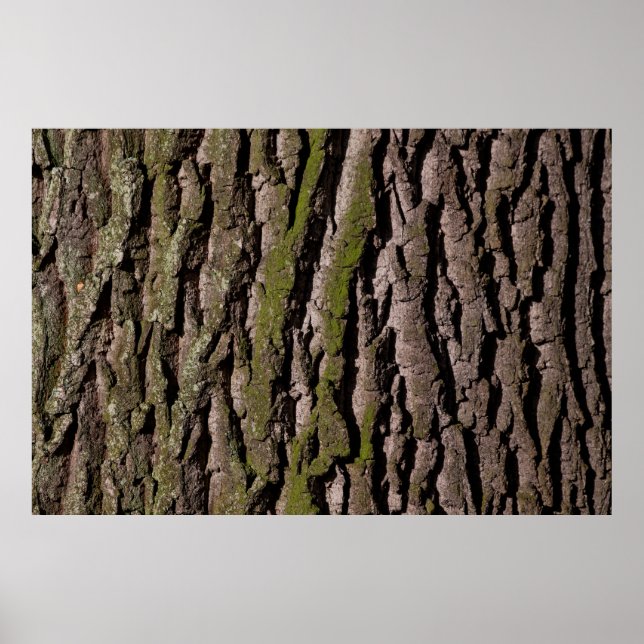 Bark tree oak moss trunk wood poster (Vorne)
