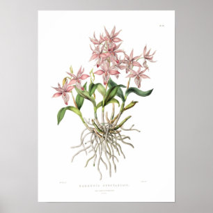 Barkeria Spektakuläre von Miss Drake. Poster