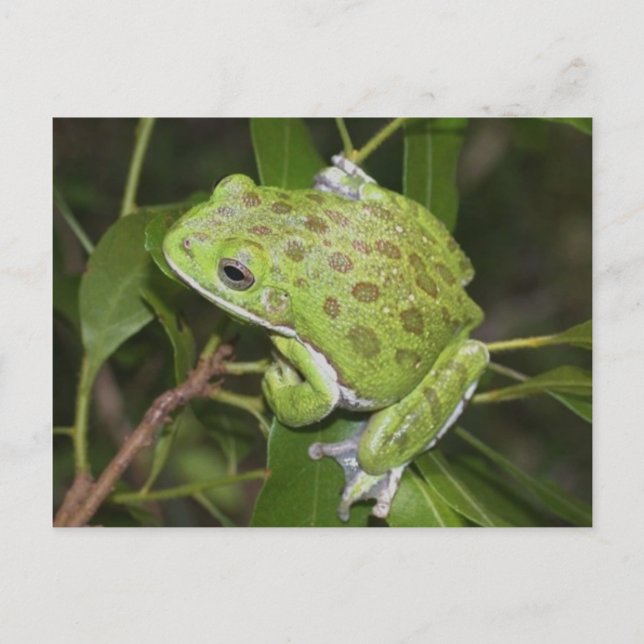 Barking Tree Frog - Postkarte (Vorderseite)