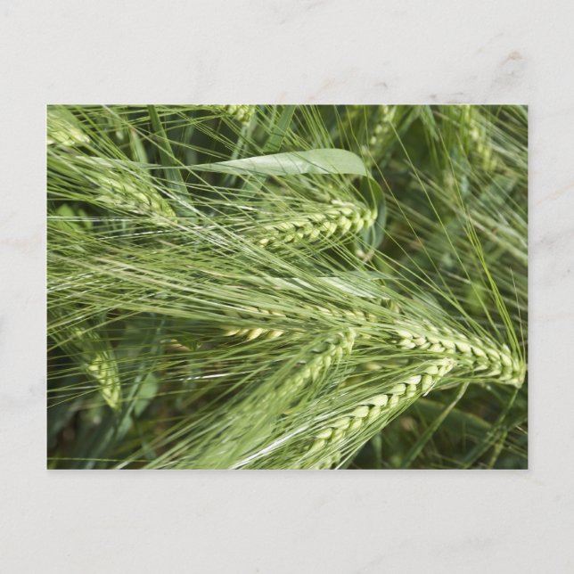 Barley Field Postkarte (Vorderseite)