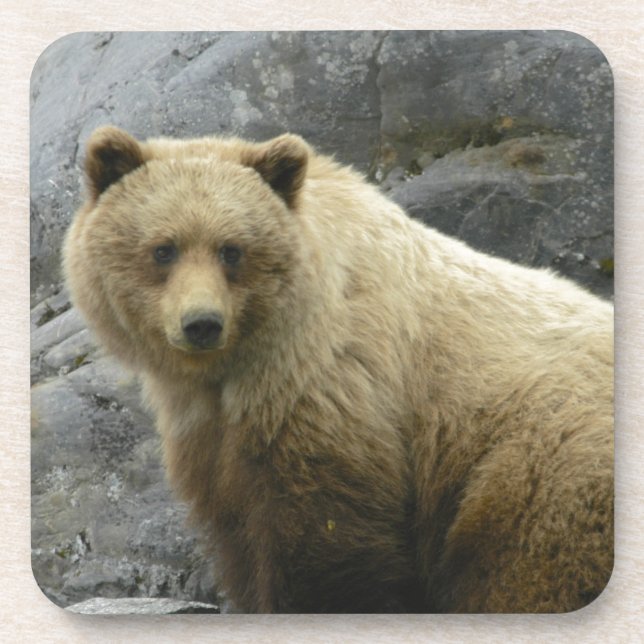 Bärn-Alaska-Tier-Schicksals-Natur Untersetzer (Vorderseite)