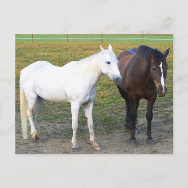Barn Buddies Postkarte (Vorderseite)