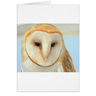 Barn Owl
