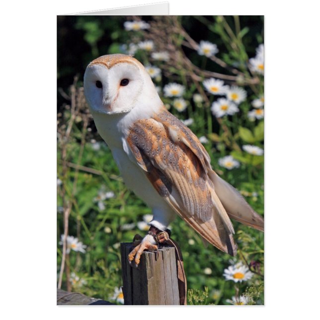 Barn Owl (Devant)