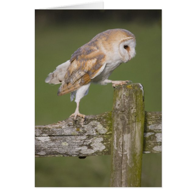 Barn Owl (Devant)