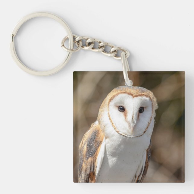 Barn Owl (Devant)