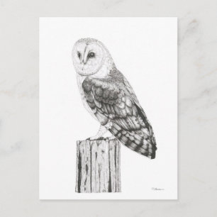 Barn Owl - Carte postale vierge