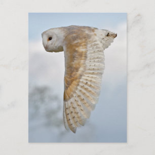 Barn Owl en vol Carte postale