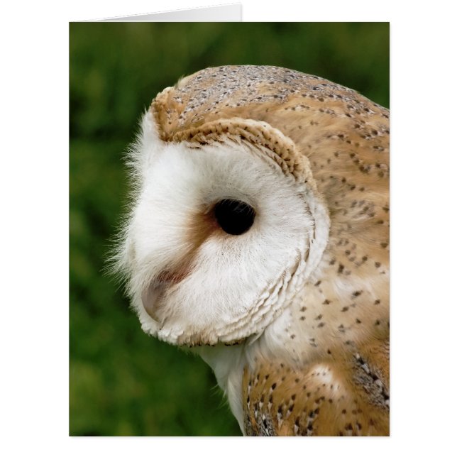 BARN OWL GREETKARTE (Vorderseite)