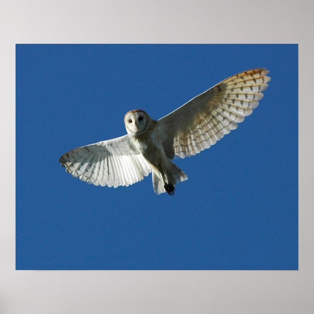 Barn Owl in Daytime Flight Poster (Vorne)