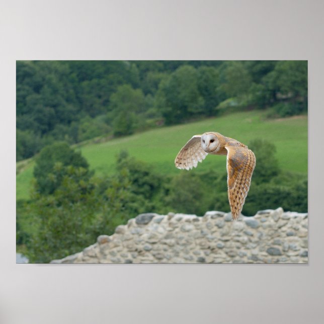 Barn Owl in flight Poster (Vorne)