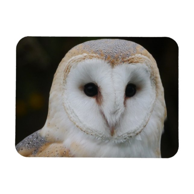 Barn Owl Magnet (Horizontal)