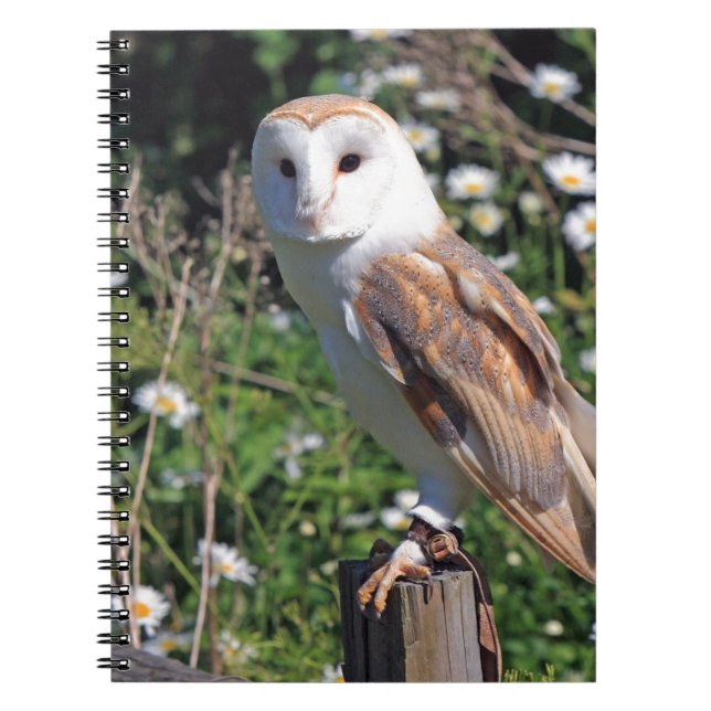 Barn Owl Notizblock (Vorderseite)
