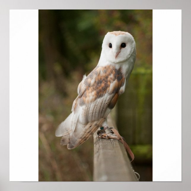 Barn Owl on a fence Poster (Vorne)