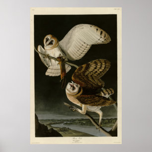 Barn Owl (Tyto alba) Audubons Vögel von Amerika Poster