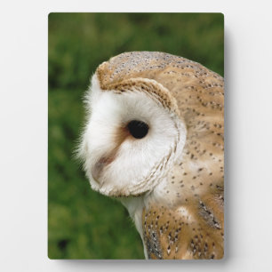 BARN OWLS FOTOPLATTE