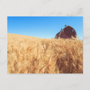 Barn, summer wheat fields near Sprague, Eastern 2 Postkarte