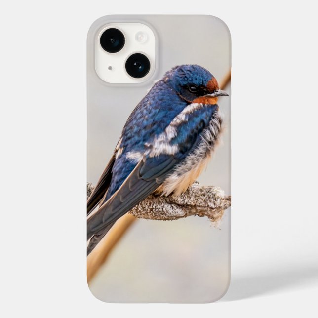 Barn Swallow Blue Bird Fotografy, Kanadier Case-Mate iPhone 14 Hülle (Rückseite)