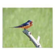 Barn Swallow Foto