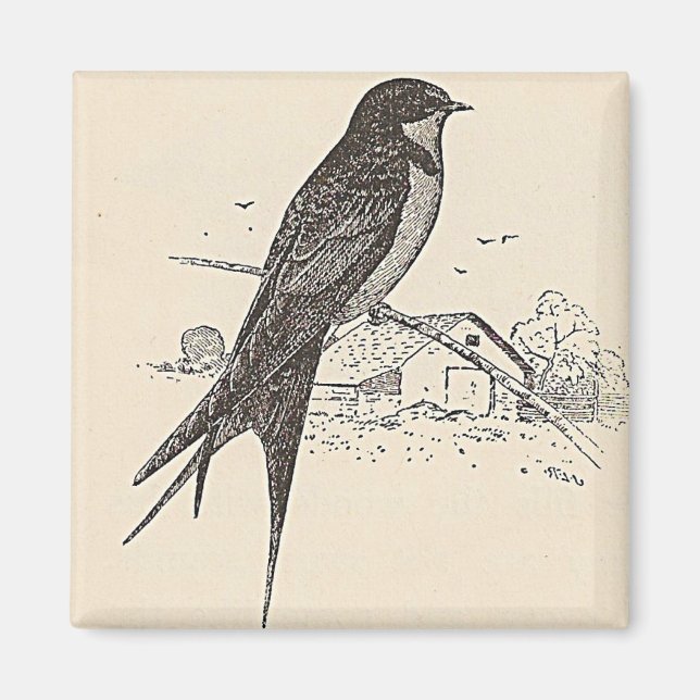 Barn Swallow Magnet (Vorne)