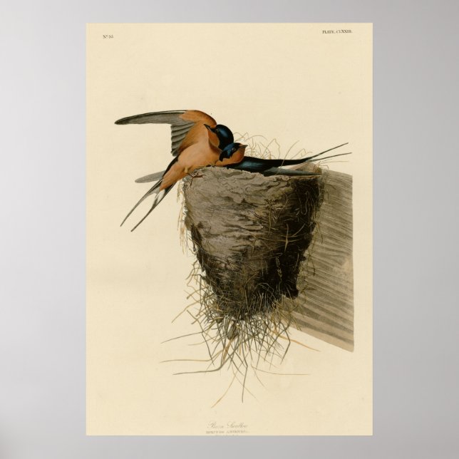 Barn Swallow Poster (Vorne)