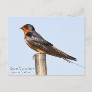 Barn Swallow Postkarte