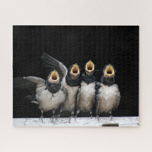 Barn Swallow Singing
