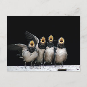 Barn Swallow Singing Postkarte