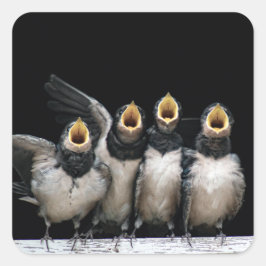 Barn Swallow Singing Quadratischer Aufkleber