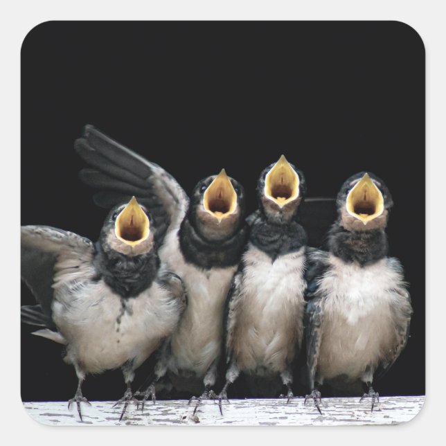 Barn Swallow Singing Quadratischer Aufkleber (Vorderseite)