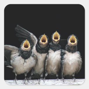 Barn Swallow Singing Quadratischer Aufkleber